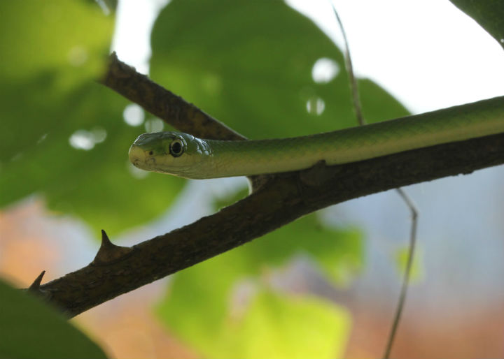 Rough Green Snake